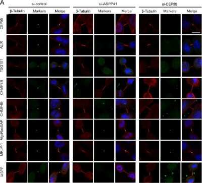 Immunocytochemistry/ Immunofluorescence: MgcRacGAP/RACGAP1 Antibody (1G6) [H00029127-M01]