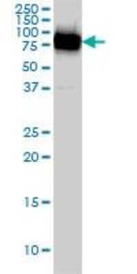 Western Blot: MgcRacGAP/RACGAP1 Antibody (1G6) [H00029127-M01]