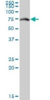 Western Blot: MgcRacGAP/RACGAP1 Antibody (1G6) [H00029127-M01]