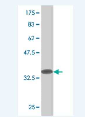 Western Blot: MgcRacGAP/RACGAP1 Antibody (4B7) [H00029127-M03]