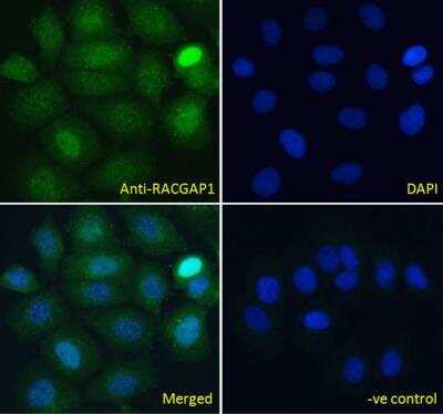 Immunocytochemistry/ Immunofluorescence: MgcRacGAP/RACGAP1 Antibody [NB100-884]