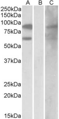 Western Blot: MgcRacGAP/RACGAP1 Antibody [NB100-884]