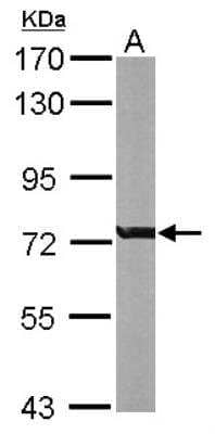 Western Blot: MgcRacGAP/RACGAP1 Antibody [NBP1-33455]