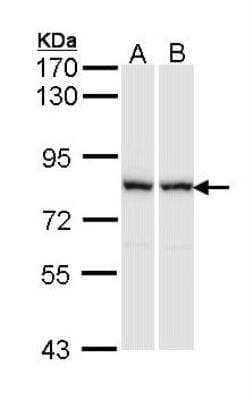 Western Blot: MgcRacGAP/RACGAP1 Antibody [NBP1-33455]