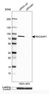 Western Blot: MgcRacGAP/RACGAP1 Antibody [NBP2-47374]