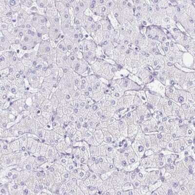 Immunohistochemistry-Paraffin: MiRP1 Antibody [NBP2-38653]