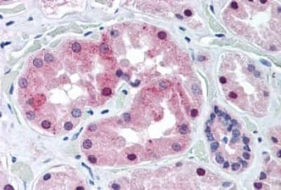 Immunohistochemistry-Paraffin: MiRP2 Antibody [NBP3-14402]