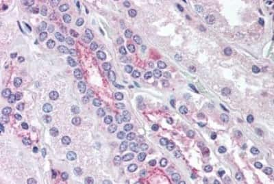 Immunohistochemistry-Paraffin: MiRP2 Antibody [NBP3-14403]