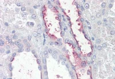 Immunohistochemistry-Paraffin: MiRP2 Antibody [NBP1-49885]