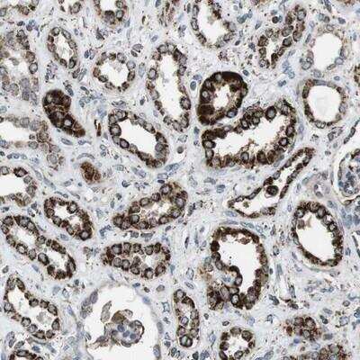 Immunohistochemistry-Paraffin: MiRP2 Antibody [NBP1-83238]