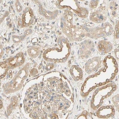 Immunohistochemistry-Paraffin: MiRP3 Antibody [NBP1-81049]