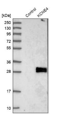 Western Blot: MiRP3 Antibody [NBP1-81049]