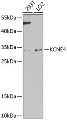 Western Blot: MiRP3 AntibodyAzide and BSA Free [NBP3-03217]