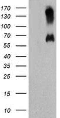 Western Blot: Mic1 Antibody (OTI4E4)Azide and BSA Free [NBP2-72668]