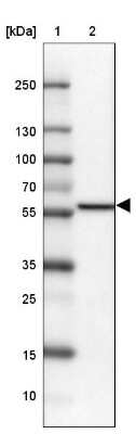 Western Blot: Mic1 Antibody [NBP2-14389]