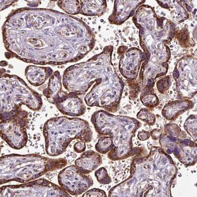 Immunohistochemistry-Paraffin: Microseminoprotein, Prostate Associated Antibody [NBP2-30630]