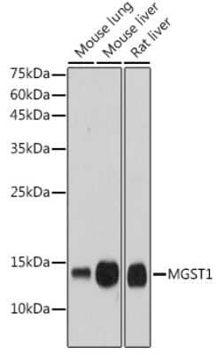 Western Blot: Microsomal Glutathione S-transferase 1 Antibody (6A0S5) [NBP3-15316]