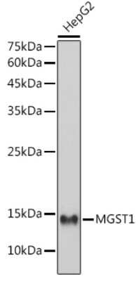 Western Blot: Microsomal Glutathione S-transferase 1 Antibody (6A0S5) [NBP3-15316]