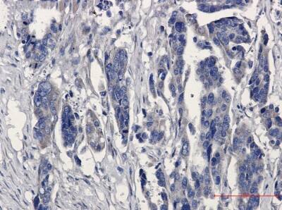 Immunohistochemistry-Paraffin: Microsomal Glutathione S-transferase 1 Antibody (S06-1E9) [NBP3-19501]