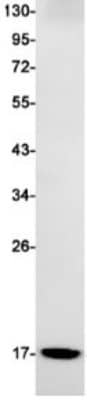 Western Blot: Microsomal Glutathione S-transferase 1 Antibody (S06-1E9) [NBP3-19501]