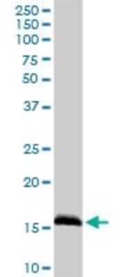 Western Blot: Microsomal Glutathione S-transferase 1 Antibody [H00004257-D01P]