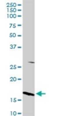 Western Blot: Microsomal Glutathione S-transferase 1 Antibody [H00004257-D01P]