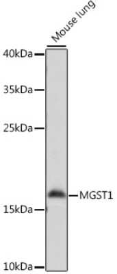 Western Blot: Microsomal Glutathione S-transferase 1 AntibodyAzide and BSA Free [NBP3-02953]