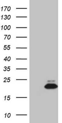 Western Blot: Midkine Antibody (OTI6C8) [NBP2-45777]