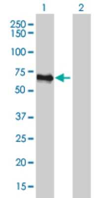 Western Blot: Migfilin Antibody (5E11) [H00054751-M10]