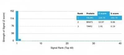 Protein Array: Migfilin Antibody (FBLIM1/4600) - Azide and BSA Free [NBP3-14149]