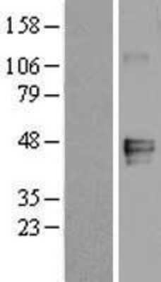 Western Blot: MFG-E8 Overexpression Lysate [NBL1-13037]