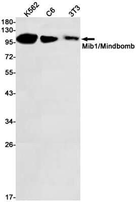 Western Blot: Mind Bomb 1/MIB1 Antibody (S06-3D9) [NBP3-14955]