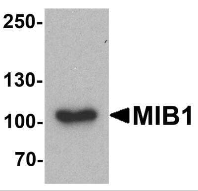 Western Blot: Mind Bomb 1/MIB1 AntibodyBSA Free [NBP2-81754]