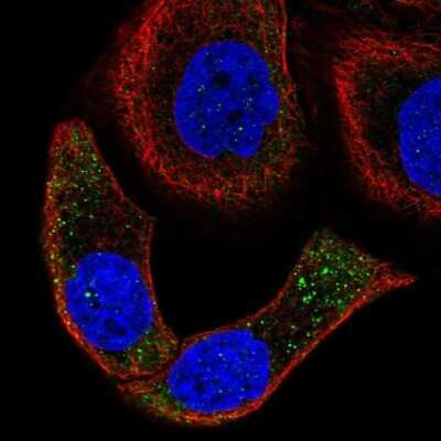 Immunocytochemistry/ Immunofluorescence: Mindin/Spondin-2 Antibody [NBP2-57815]