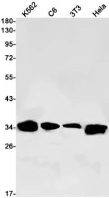 Western Blot: Mindin/Spondin-2 Antibody (S06-4H7) [NBP3-19780]