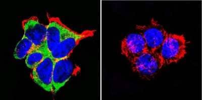 Immunocytochemistry/ Immunofluorescence: Mineralocorticoid R/NR3C2 Antibody (H10E4C9F) - BSA Free [NB300-562]