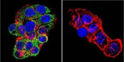 Immunocytochemistry/ Immunofluorescence: Mineralocorticoid R/NR3C2 Antibody (H10E4C9F) - BSA Free [NB300-562]