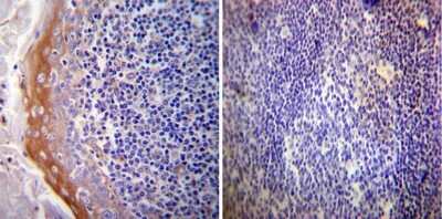 Immunohistochemistry-Paraffin: Mineralocorticoid R/NR3C2 Antibody (H10E4C9F) - BSA Free [NB300-562]