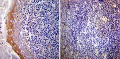 Immunohistochemistry-Paraffin: Mineralocorticoid R/NR3C2 Antibody (H10E4C9F) - BSA Free [NB300-562]