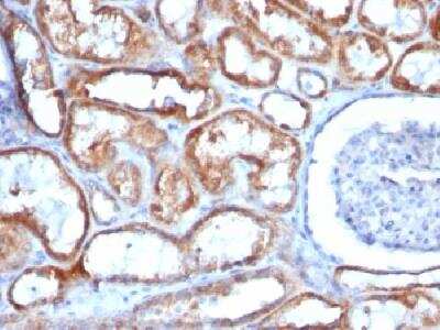 Immunohistochemistry-Paraffin: Mitochondria Antibody (113-1) - Azide and BSA Free [NBP2-34517]