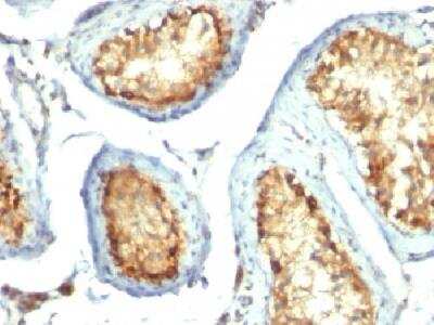 Immunohistochemistry-Paraffin: Mitochondria Antibody (113-1) - Azide and BSA Free [NBP2-34517]