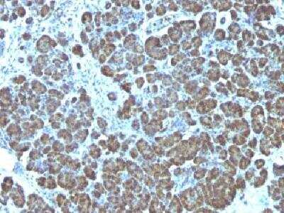 Immunohistochemistry-Paraffin: Mitochondria Antibody (113-1) - Azide and BSA Free [NBP2-34517]