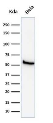 Western Blot: Mitochondria Antibody (113-1)Azide and BSA Free [NBP2-34517]