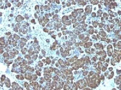 Immunohistochemistry-Paraffin: Mitochondria Antibody (113-1) - IHC-Prediluted [NBP2-45195]