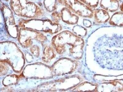 Immunohistochemistry-Paraffin: Mitochondria Antibody (113-1) - IHC-Prediluted [NBP2-45195]