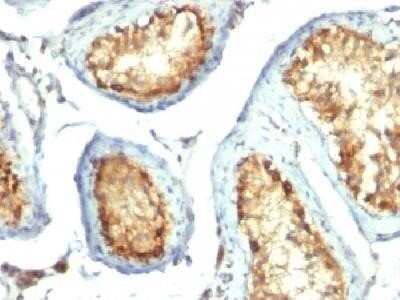 Immunohistochemistry-Paraffin: Mitochondria Antibody (113-1) - IHC-Prediluted [NBP2-45195]