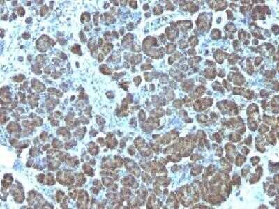 Immunohistochemistry-Paraffin: Mitochondria Antibody (113-1) [NBP2-32980]