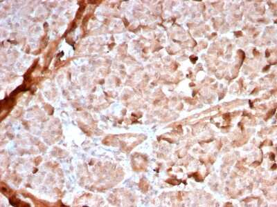 Immunohistochemistry-Paraffin: Mitochondria Antibody (MTC02/2860R) - Azide and BSA Free [NBP3-08548]