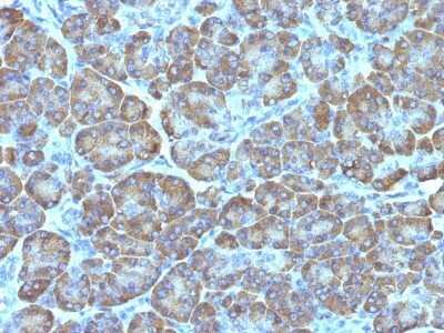 Immunohistochemistry-Paraffin: Mitochondria Antibody (MTC02) - Azide and BSA Free [NBP2-34686]