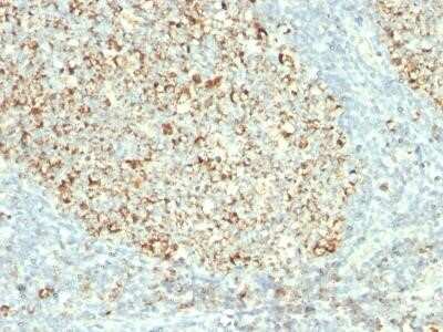 Immunohistochemistry-Paraffin: Mitochondria Antibody (MTC02) - Azide and BSA Free [NBP2-34686]